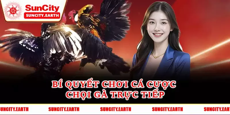 Bí quyết chơi cá cược chọi gà trực tiếp
