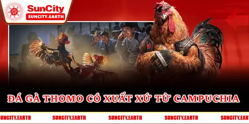Đá gà Thomo có xuất xứ từ Campuchia