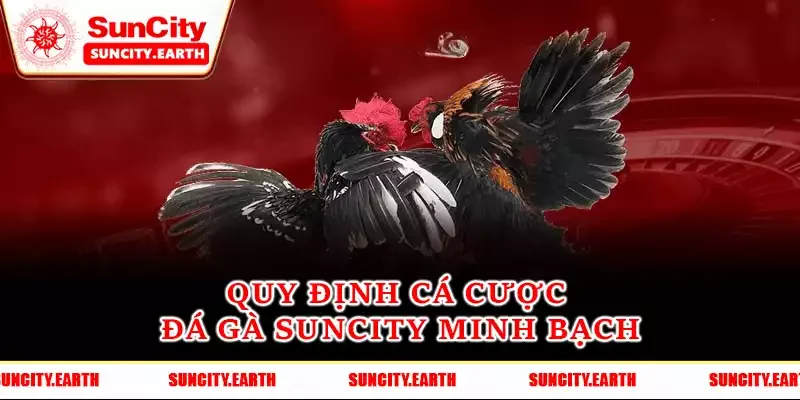 Quy định cá cược đá gà Suncity minh bạch